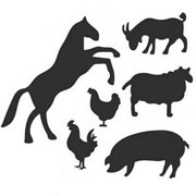 Animals Stencils